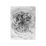 A Rose in Monochrome (Print Only) thumbnail