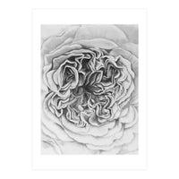 A Rose in Monochrome (Print Only)