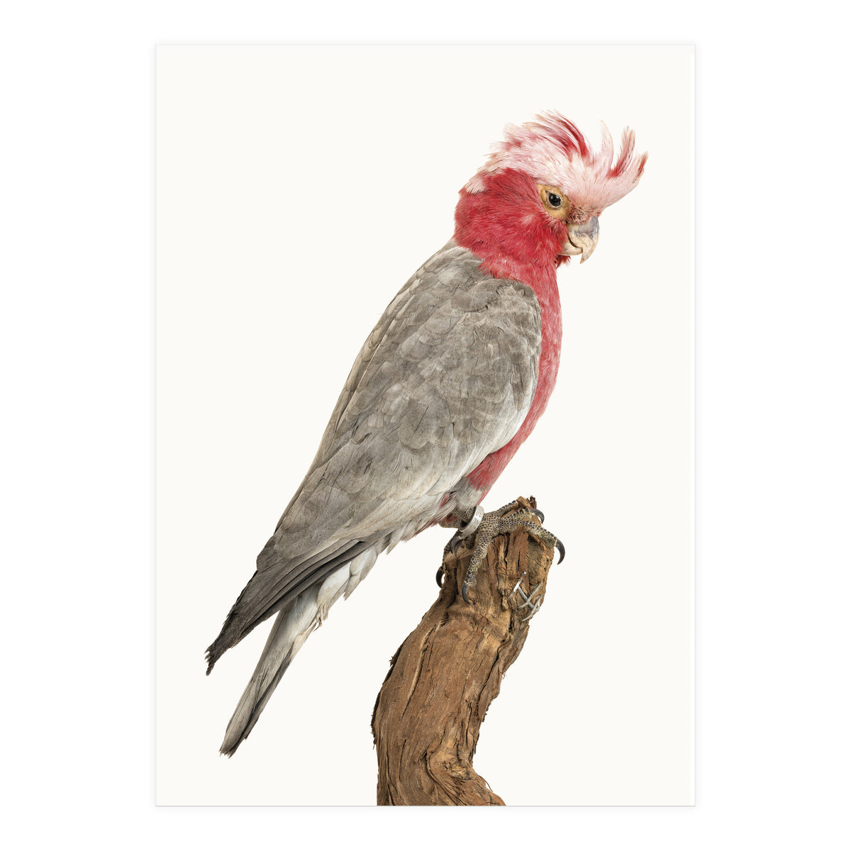 Cc Birds 02 (Print Only)