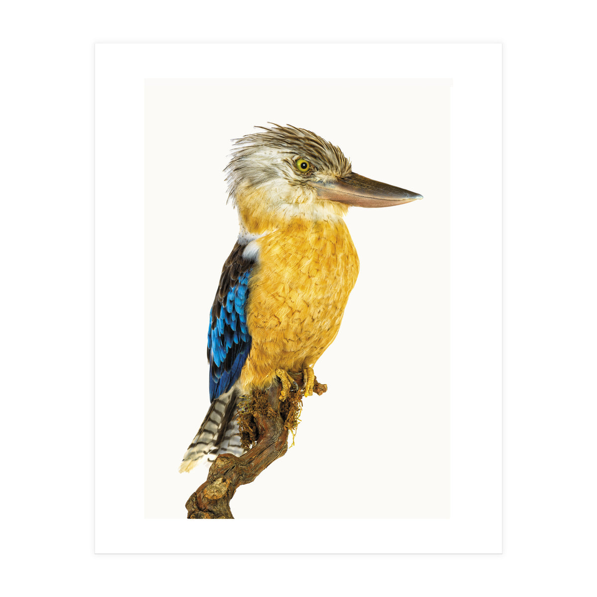 Cc Birds 07 (Print Only)