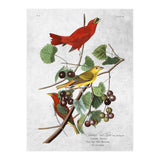 uccelli (Print Only) thumbnail