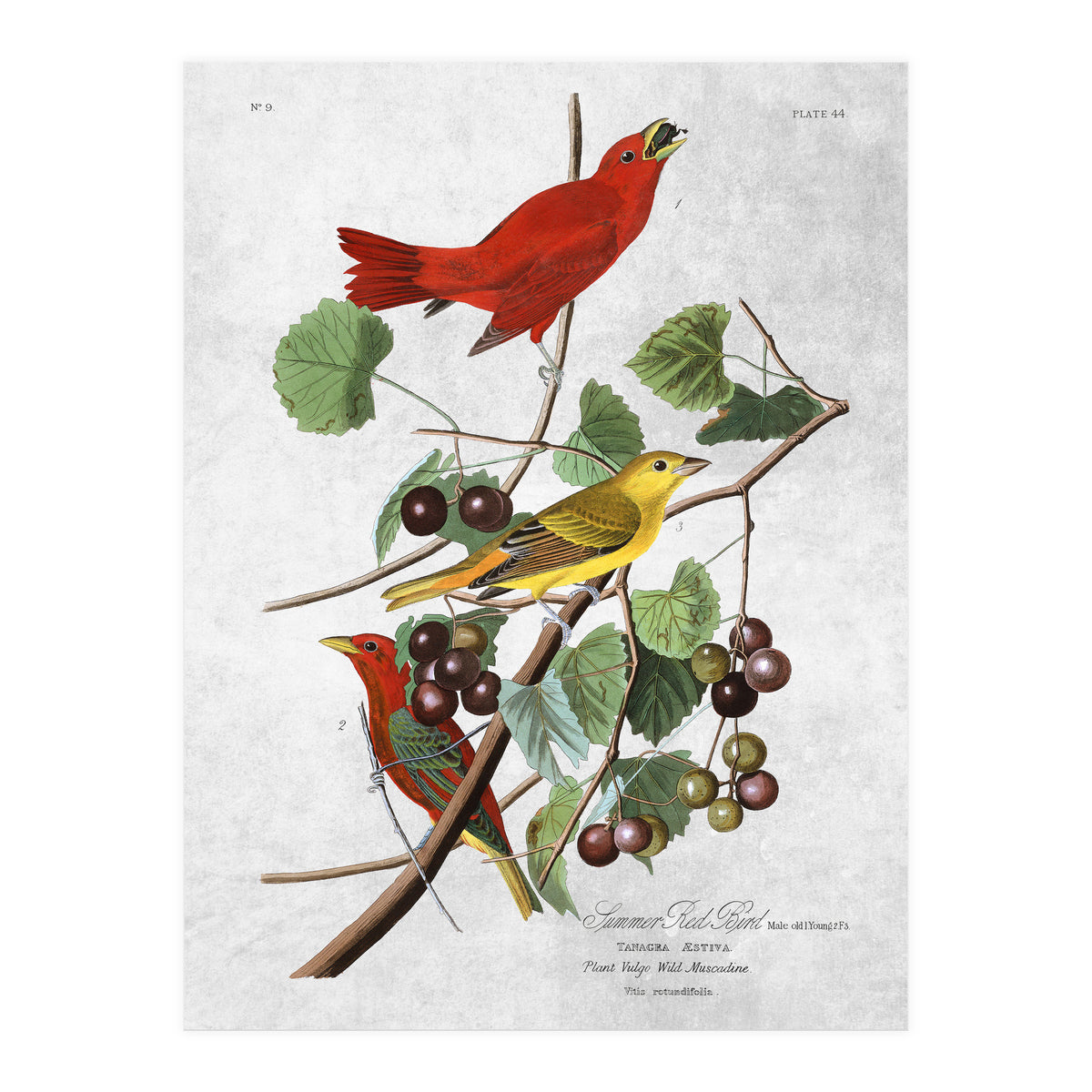 uccelli (Print Only)