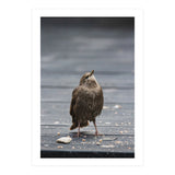 Treading the boards (Print Only) thumbnail