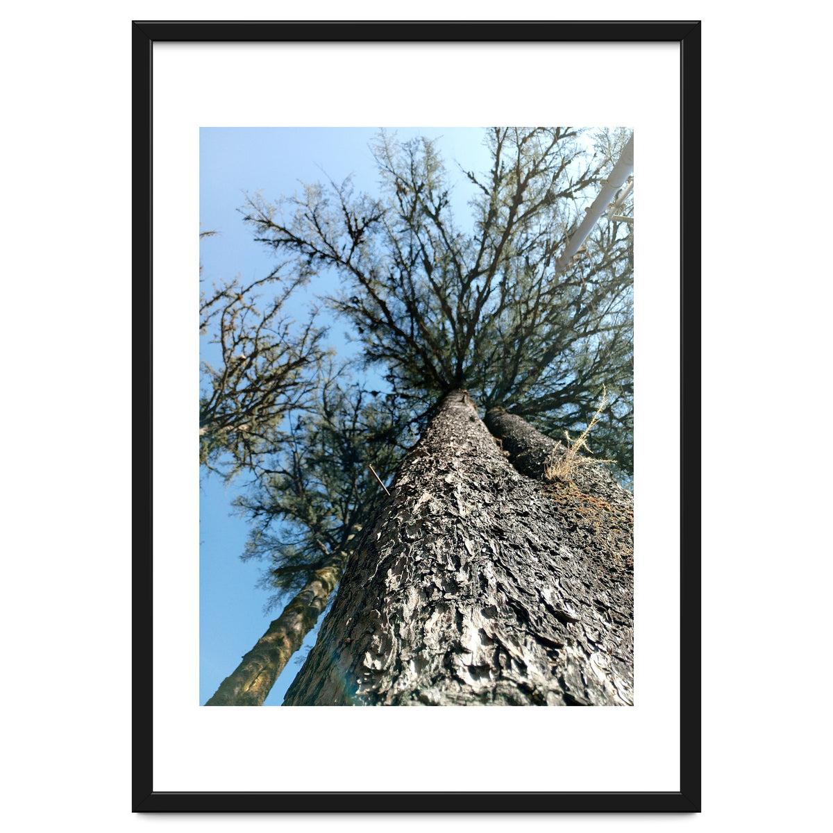 Ataraxia - Tree Series 1