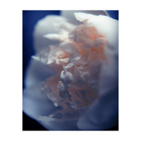 White Peony (Print Only)