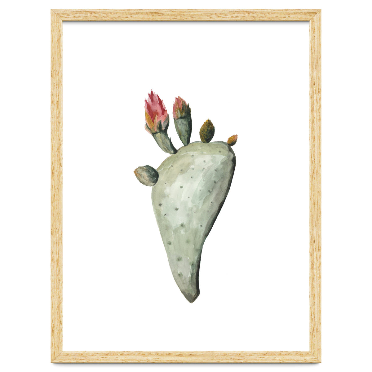 Botanical Illustration Cactus Flowers