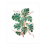 Monstera Deliciosa (Print Only) thumbnail
