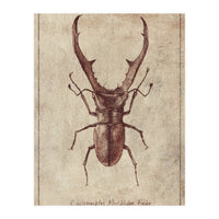 Cyclommatus Metalifer Finae (Print Only)