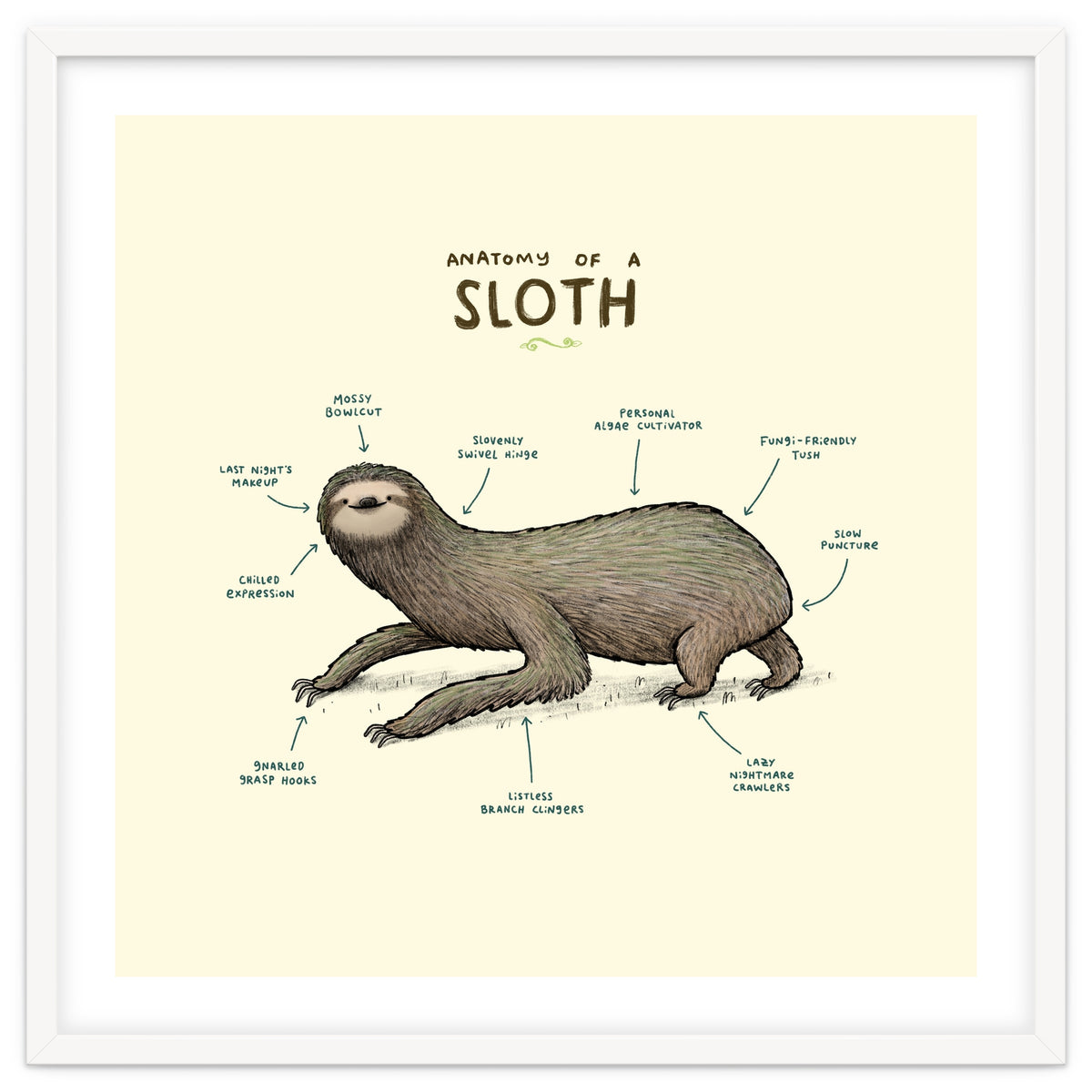Anatomy Of A Sloth