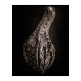 Gourds No 3 (Print Only) thumbnail