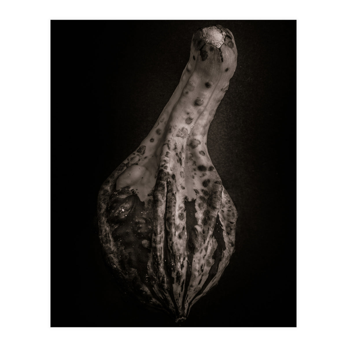 Gourds No 3 (Print Only)