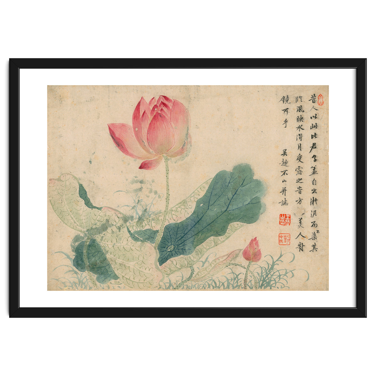 Qing Wangwu Flower album, lotus, lotus leaf, pond, copy of water grass