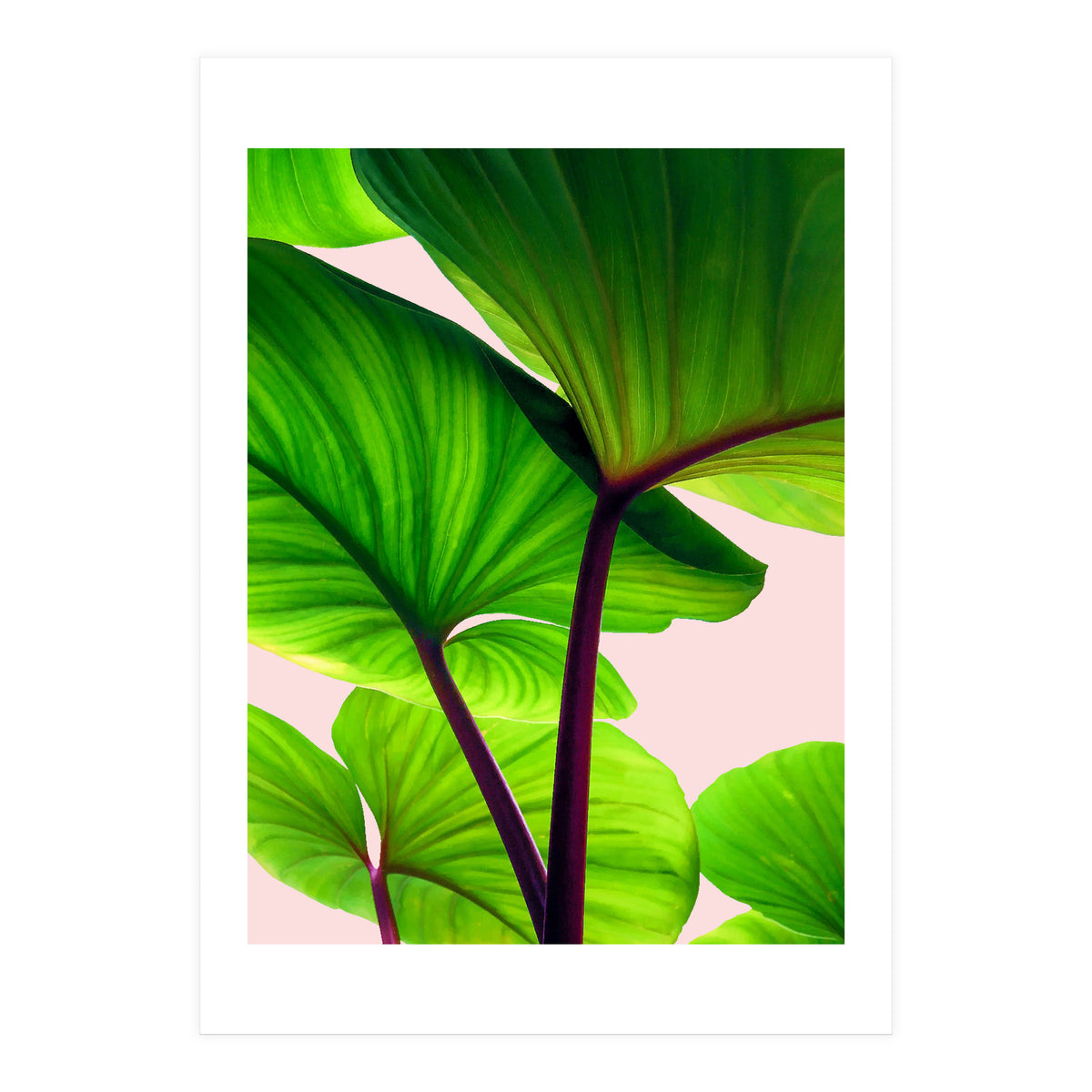 Charming Sequence (Print Only)