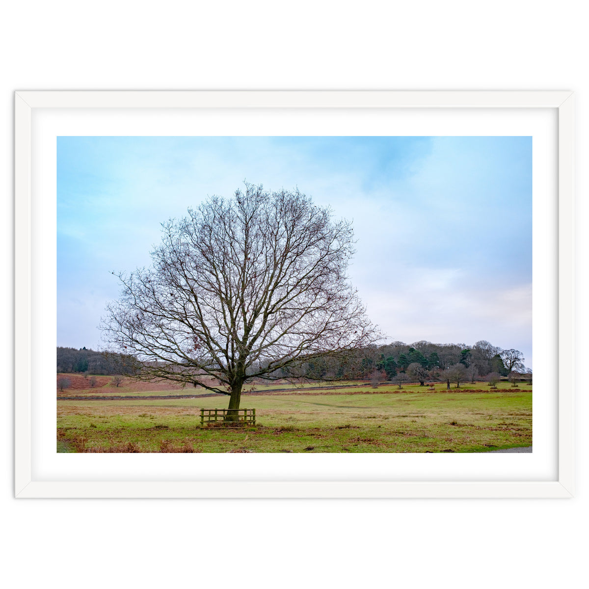 Young Oak Tree in Winter