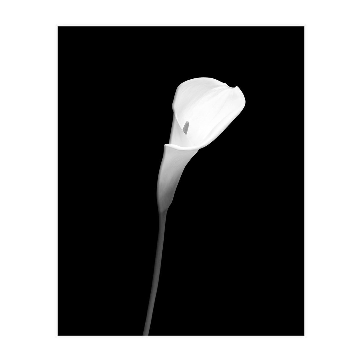 Calla | dark design (Print Only)