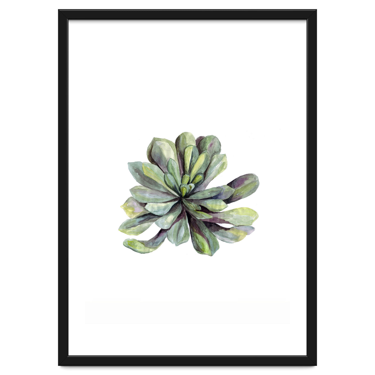 Botanical Illustration Succulent