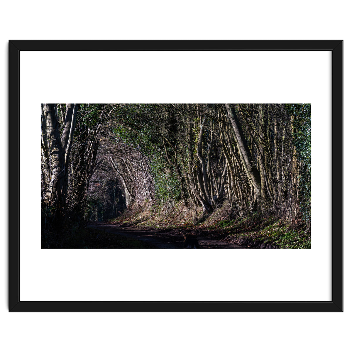 Sunlit Tunnel of Trees