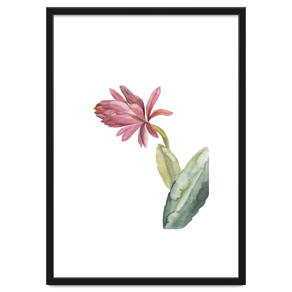Botanical Illustration Pink Cactus Flower