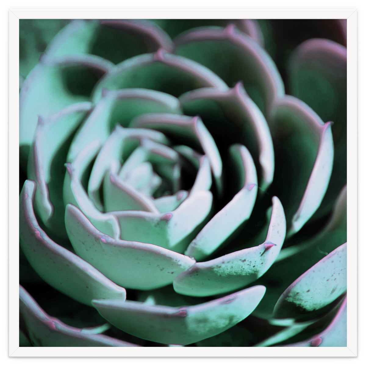 DARKSIDE OF SUCCULENTS III-A