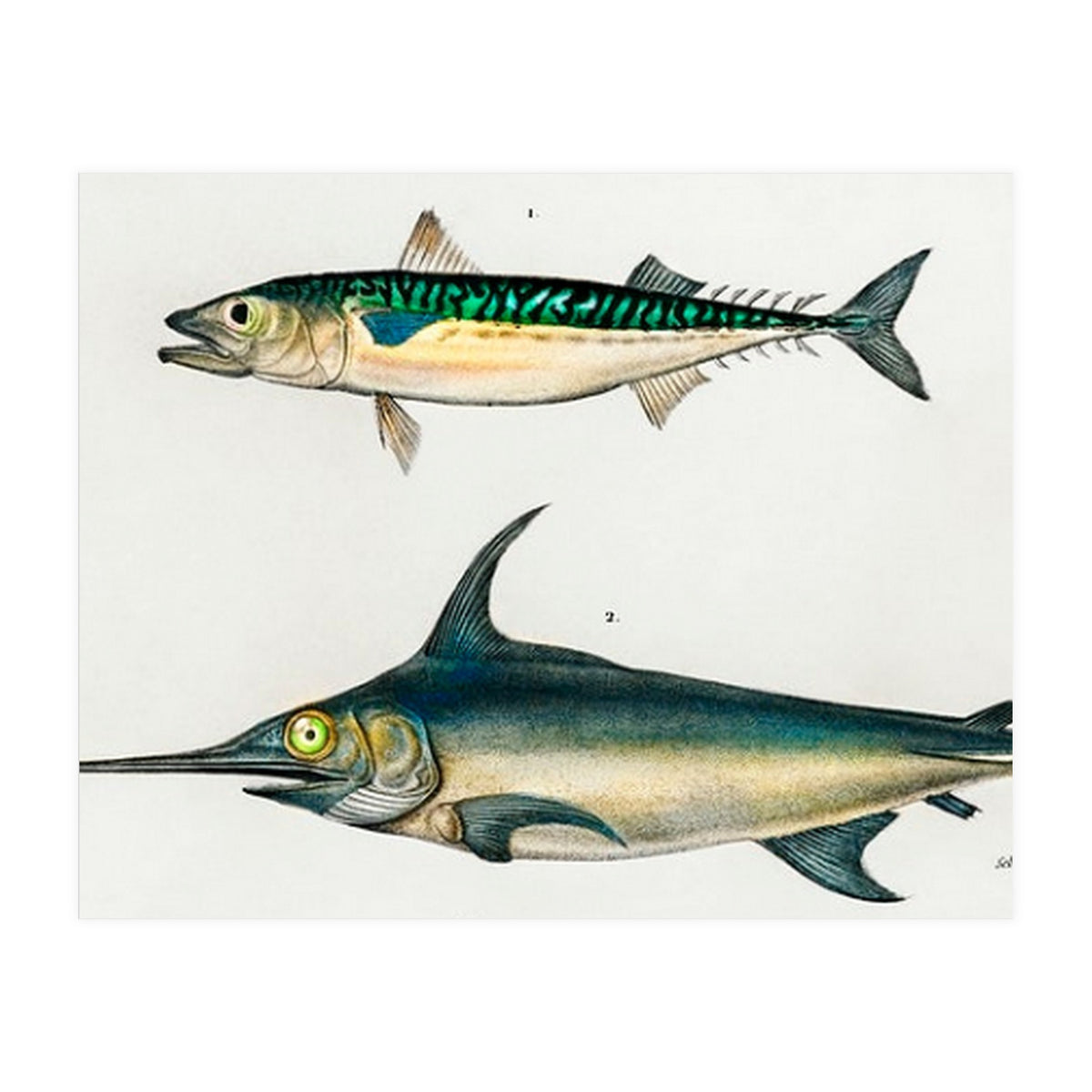 Different types of fishes illustrated  (Print Only)