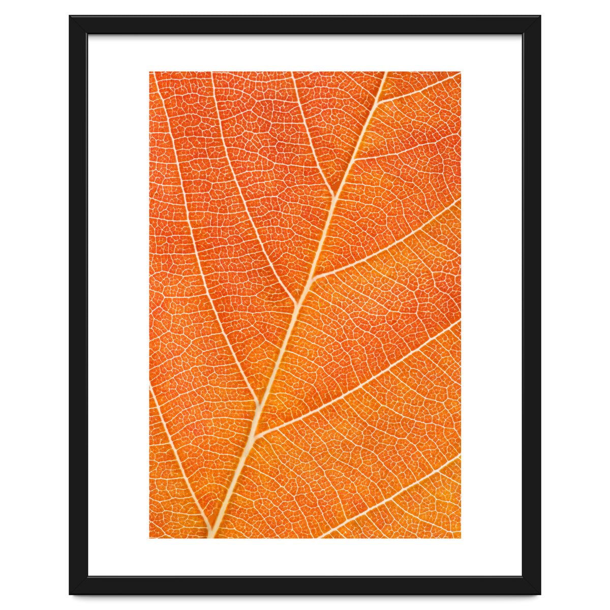 Autumn Leaf