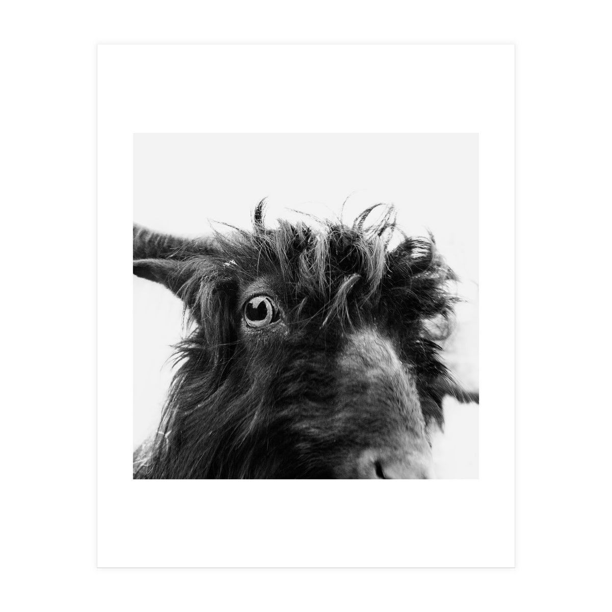 Charly the coat (Print Only)