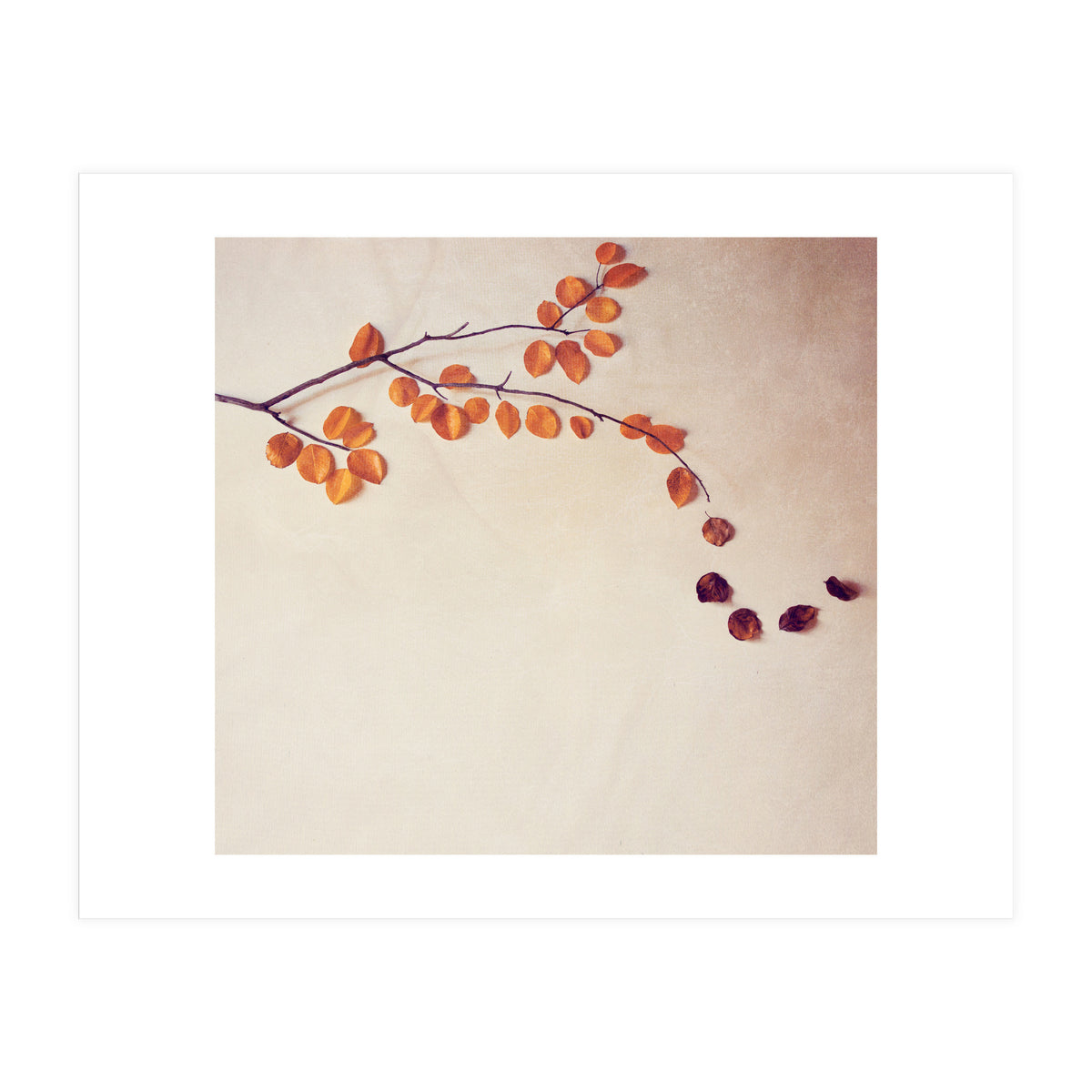 Vamos (Print Only)