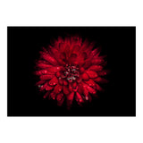 Backyard Flowers 45 Color Version (Print Only) thumbnail