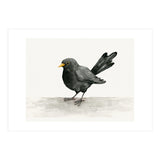 Blackbird ink drawing (Print Only) thumbnail