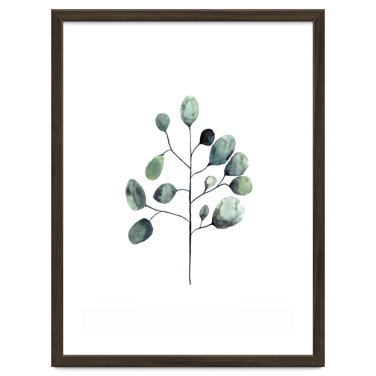 Botanical Illustration Eukalyptus