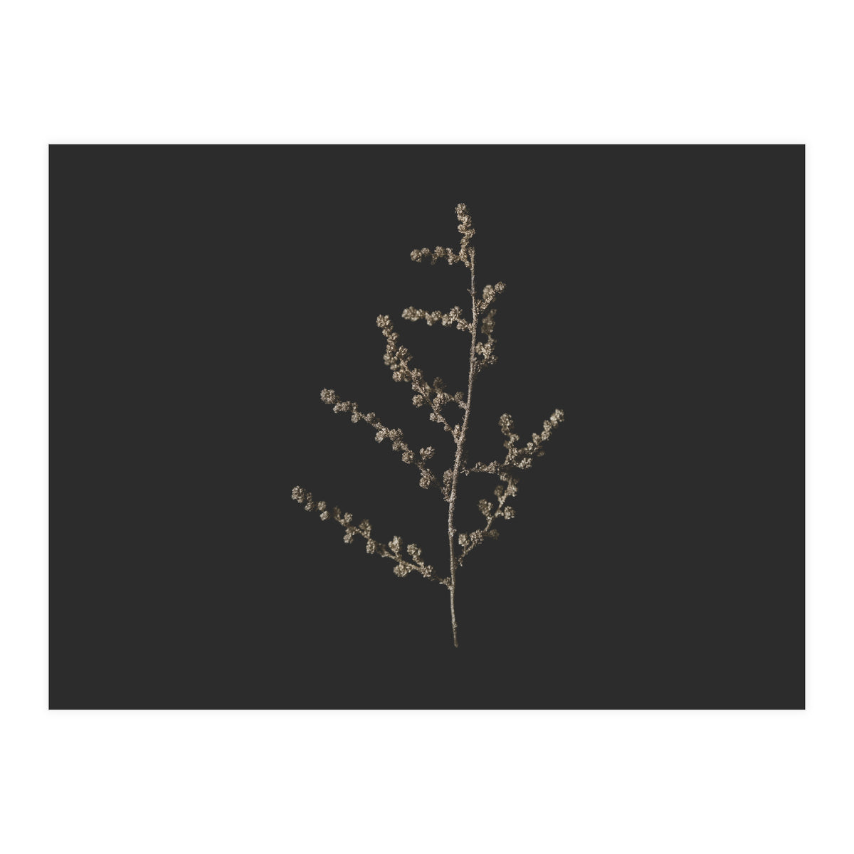 Dainty Botanicals in Gold and Black - Square (Print Only)