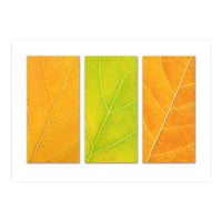 Autumn Leaves (Print Only)