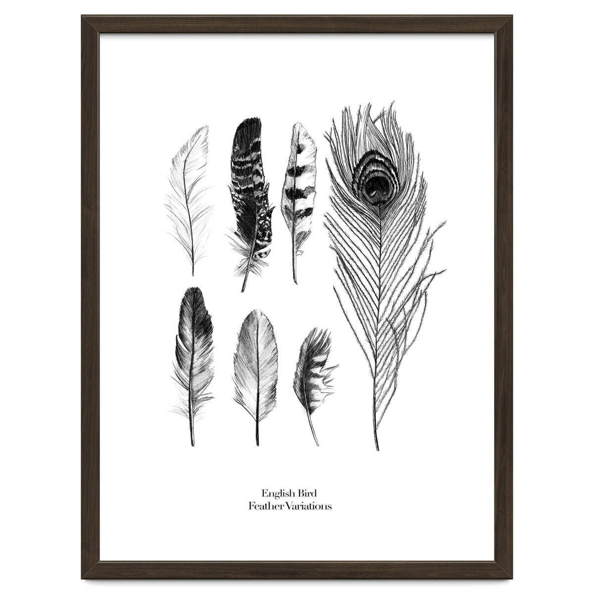 English Feather Variations