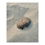 Coastal Shell (Print Only) thumbnail