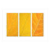 Autumn Leaves (Print Only) thumbnail