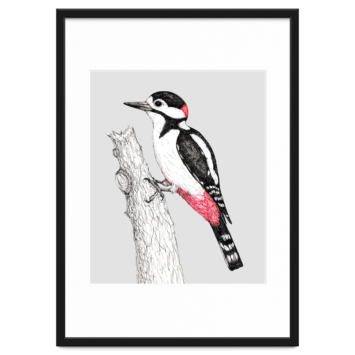 Great spotted woodpecker