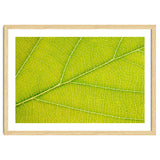 Autumn Leaf thumbnail