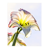 Amaryllis 2 (Print Only) thumbnail