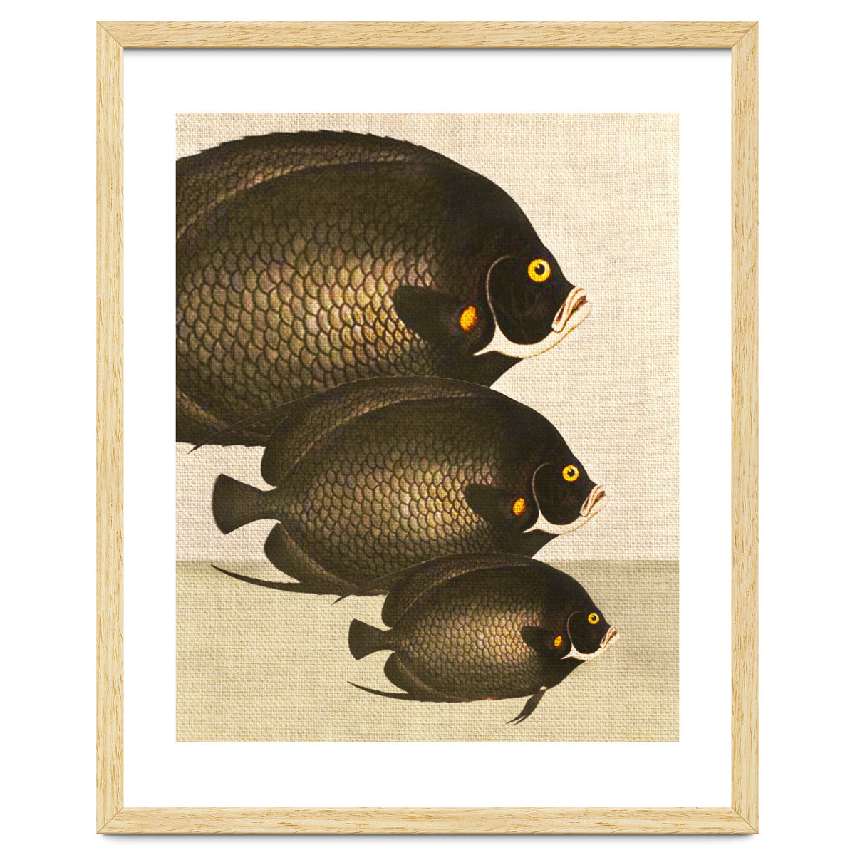 Fish Classic Designs 11