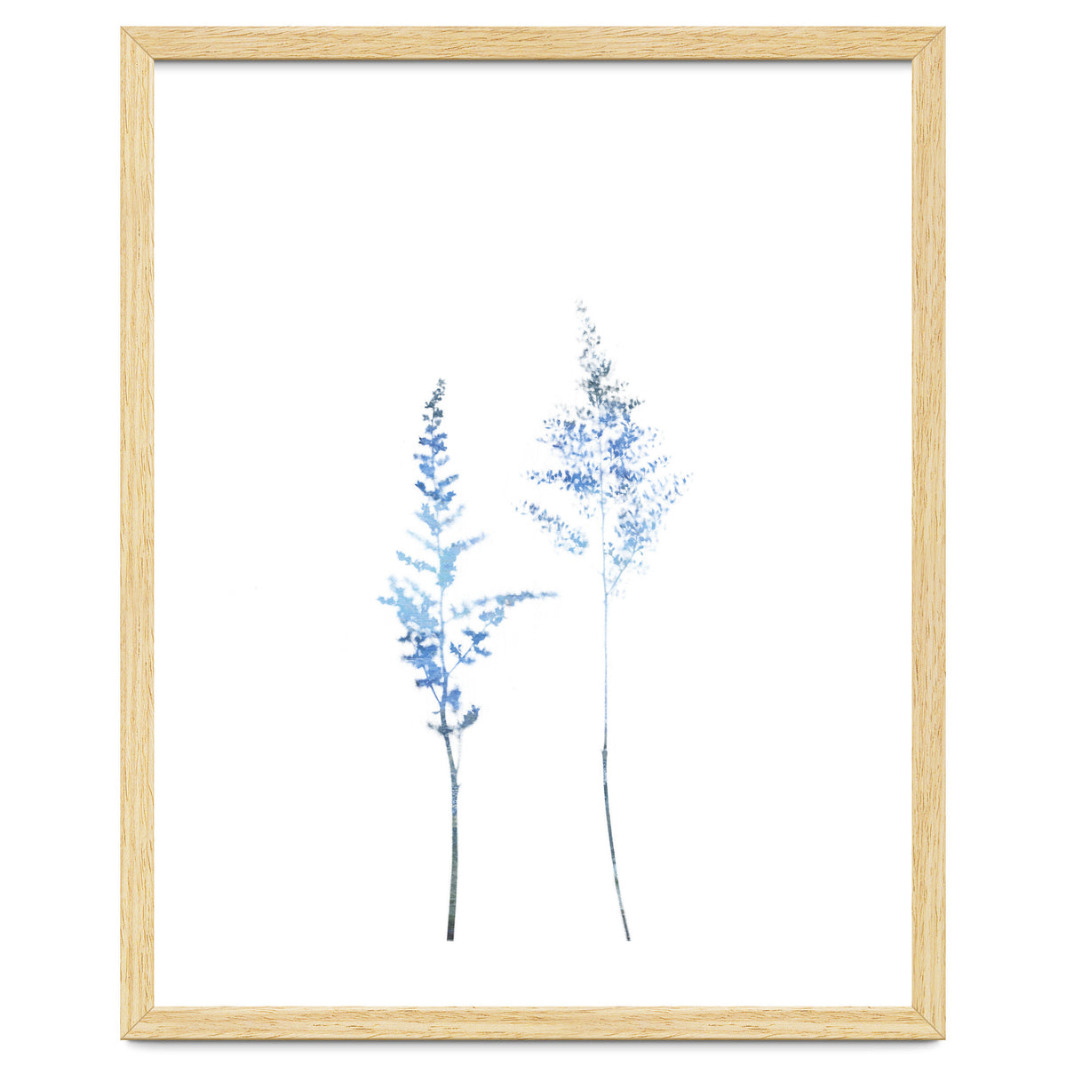 Blue Astilbe
