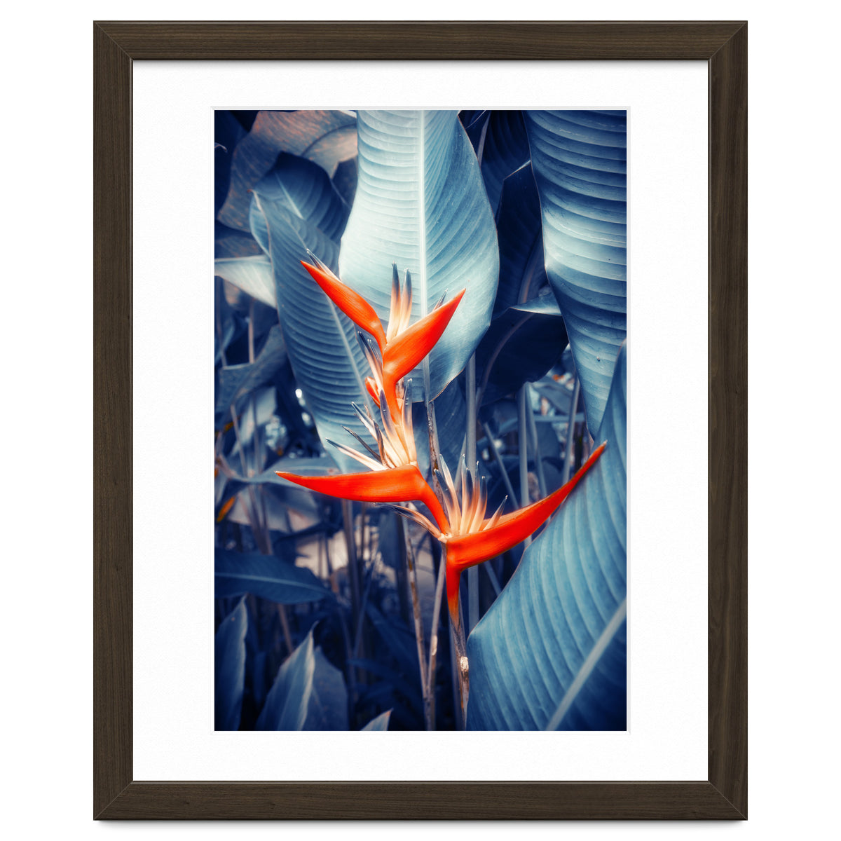 Parakeet Tropical Flower