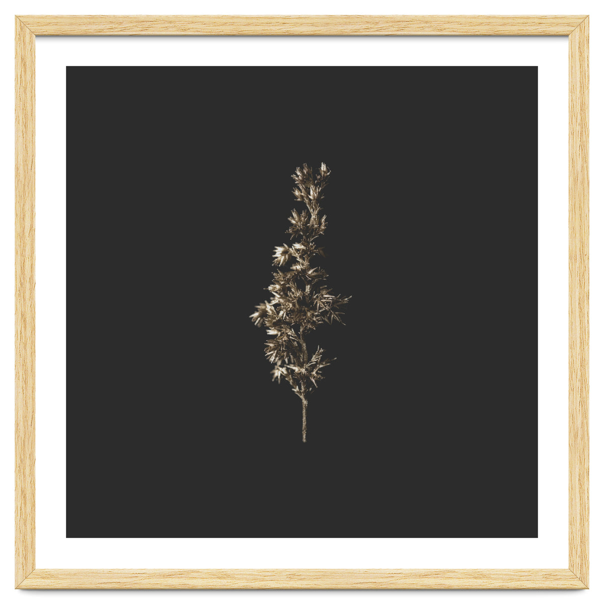 Gold Rush Botanicals - Square