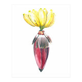 Botanical Illustration Banana (Print Only) thumbnail