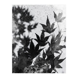Leaves #2 (Print Only) thumbnail