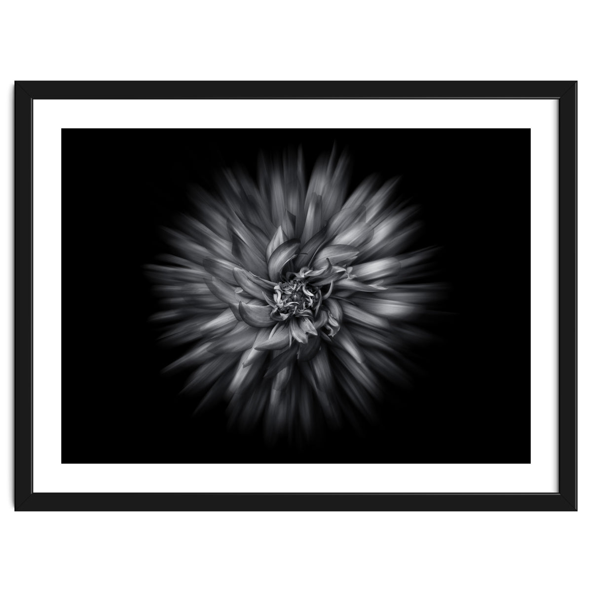 Backyard Flowers In Black And White 20 Flow Version