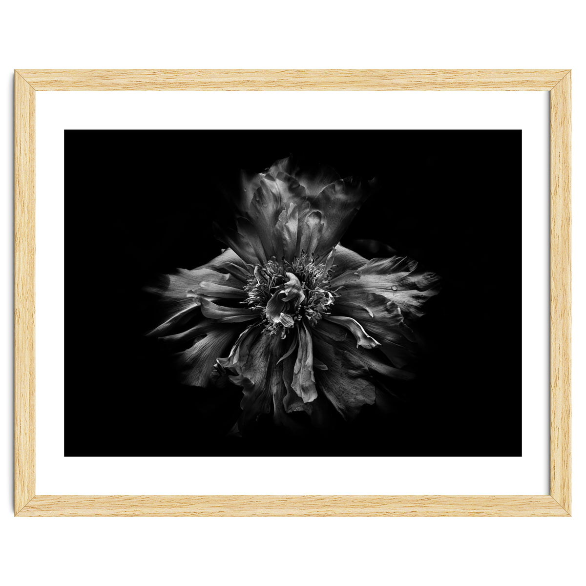 Backyard Flowers In Black And White No 49