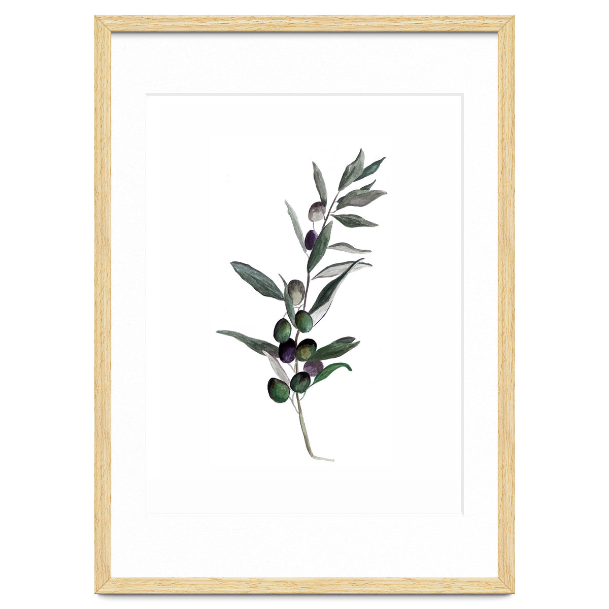 Botanical Illustration Olive