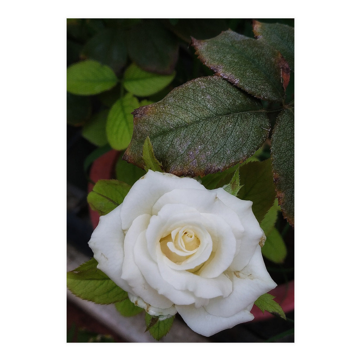 Angel Rose (Print Only)