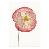 Cc Poppy 06 (Print Only) thumbnail