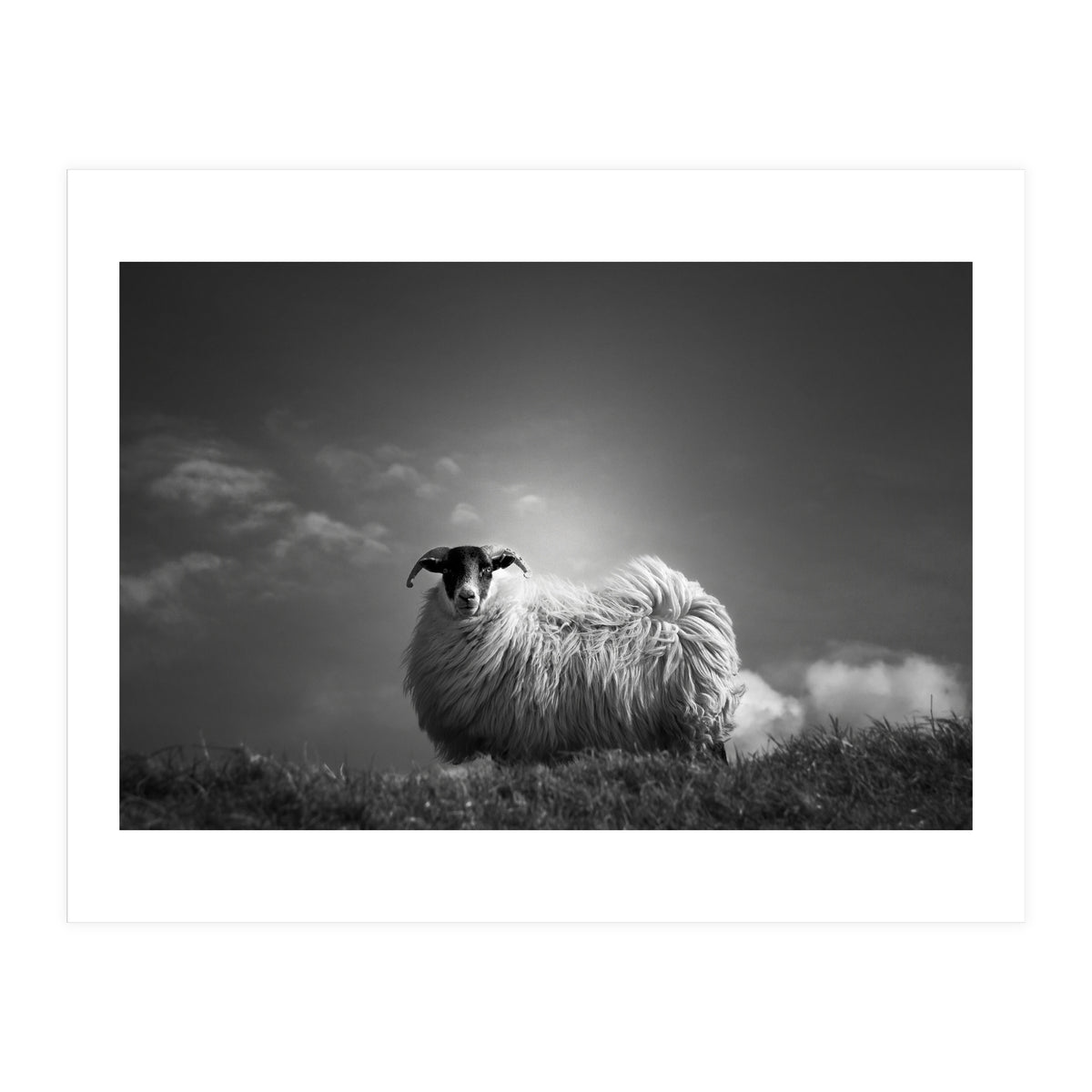 le fluff (Print Only)